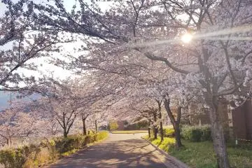 Beautiful springtime cherry blossom trees.