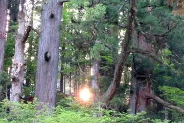 Сoniferous forest