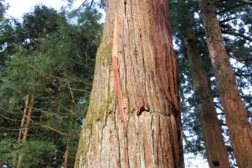 Tall cedars 