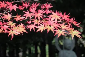 Momiji in a garden