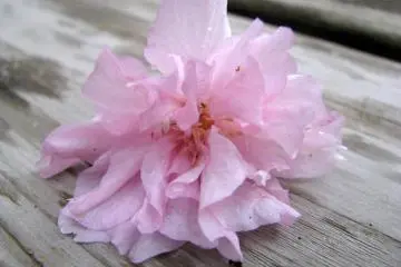 The everlasting beauty of sakura