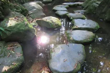 Mossy stones in a garden