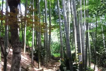 A cool and beautiful place-in the middle of Tokyo! (Photo: Natsuko)
