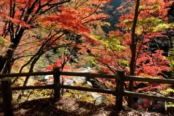 Vibrant colors