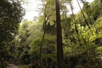 Excuse me, is this Kyoto? 