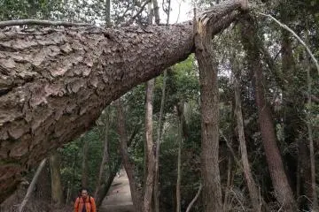 Path up