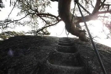 More steps, then duck under that tree