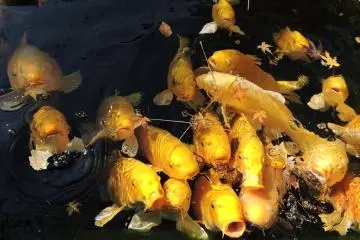 Hungry ornamental carp