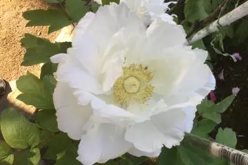 Peonies are magnificent just before they fall apart