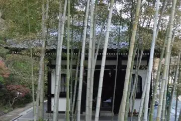 <p>ดงไผ่ที่งดงาม</p>