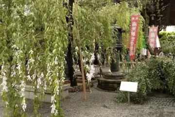 Weeping willow of matchmaking