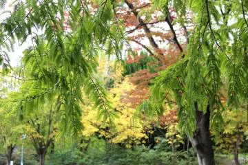 Green "jungle" in Sendai city