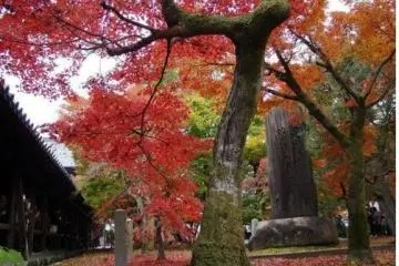 京都，红叶与寺庙的完美结合