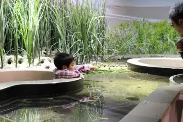 A pool with peep holes