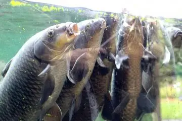 Feeding carp