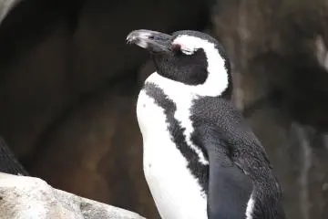 Cute penguin
