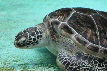 Large sea turtle