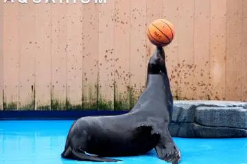 A sea lion is one of the aquarium's many performers
