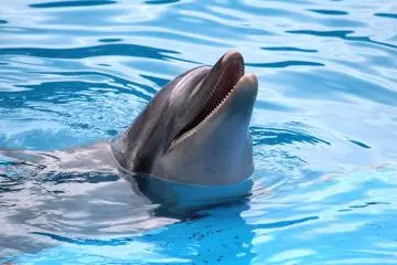 Dolphins are very cute
