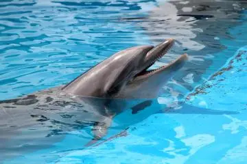 It was my first time to see dolphins up so close