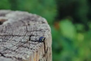 Deai-no-sato Kumano adalah tempat terbaik untuk menginap selama dua hari dan untuk menikmati keindahan alam Kumano.