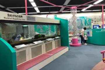 Magnifying glasses to see small fishes up close