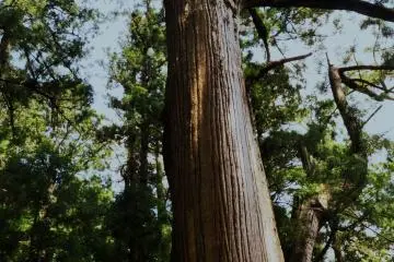 Cedar trees have been standing in this area for centuries. This one is said to be 3.000 years old, and you see only the upper part of it.