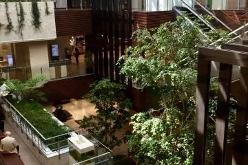 Light and greenery in the atrium (Photo: Elizabeth Scally)