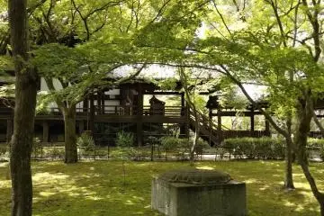 Moss covered ground 
