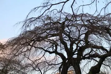 Sakura trees in autumn