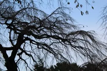 The bare sakura trees can feel haunting