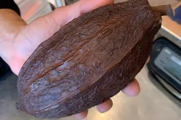 Dandelion Kuramae Production Manager Chieko Banno does workshops on cacao trade