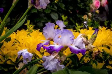 When walking around you can see a varied array of contrasting colors
