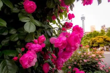 Pink roses in the foreground well compliment Yokohama’s Marine Tower in the background