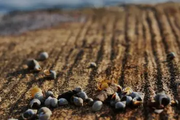 The waves filled the shore with tiny sea snails.