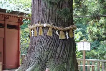A  sacred Shinto tree