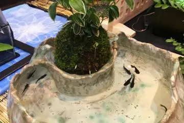 Beautiful ceramic, moss ball and plant create an artful environment for the medaka.