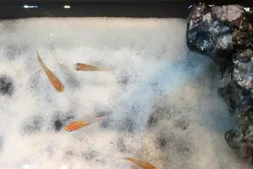 These orange medaka appear to be swimming in snow.
