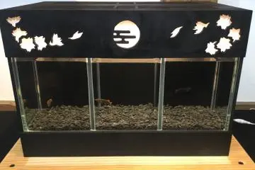 Art aquarium.