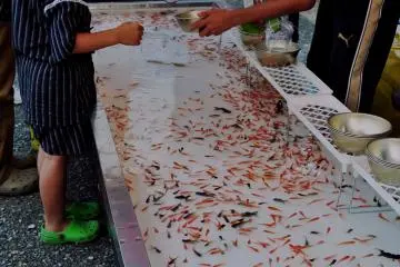 Les enfants semblent apprécier particulièrement ce stand. Ils attrapent leur poisson préféré et le ramène à la maison
