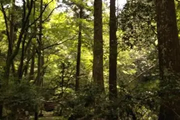 The path 