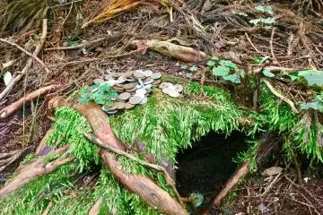 Air pockets at the bottom of the Chichisugi (ancient Japanese cedar tree)