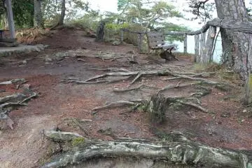 A walking path along the pine roots