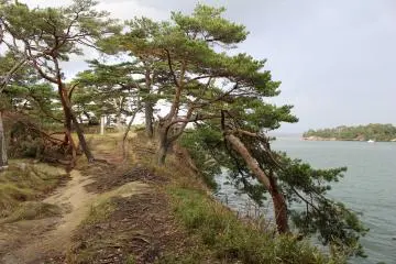 Pine trees or 'matsu' in Japanese