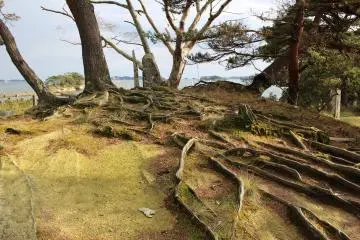 The entire island is covered with roots