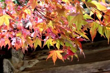 Beautiful autumn colours