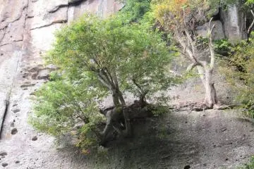 Trees growing on rocks