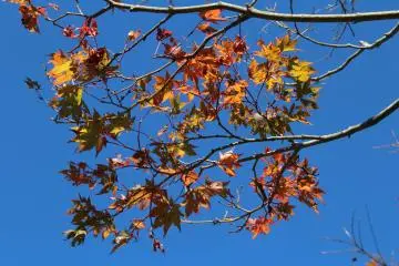 Autumn colours