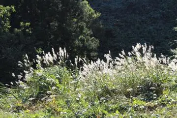 Autumn grass