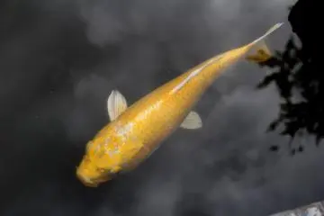 Carps are regular inhabitants of Japanese gardens